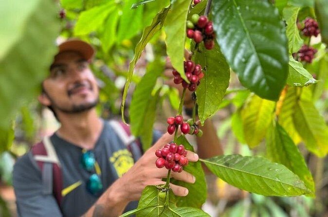 Private Coffee Trail ATV Tour in Samana - Authentic Insights from Reviewers
