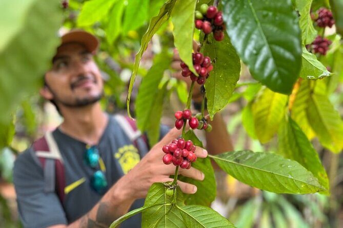 Private Coffee Trail ATV Tour in Samana - Why This Tour Works Well