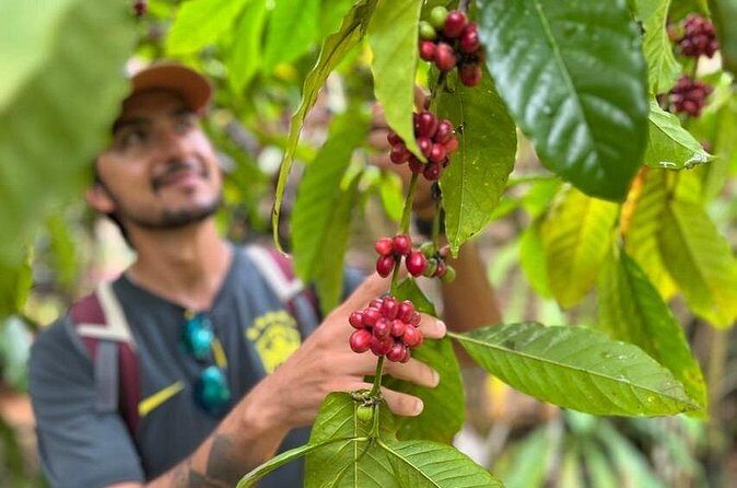 Private Coffee Trail ATV Tour in Samana - The Sum Up: Who Is This Tour Best For?