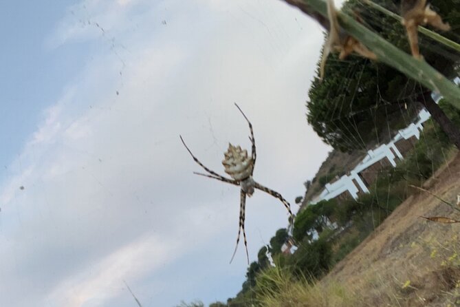 Private Collserola Hills Wildlife Hiking Tour - Inclusions