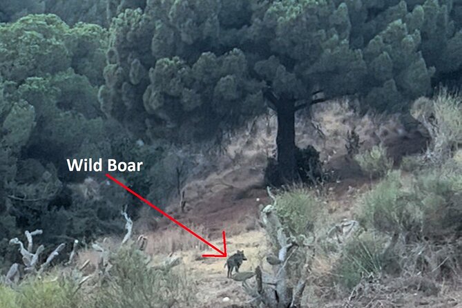 Private Collserola Hills Wildlife Hiking Tour - The Sum Up