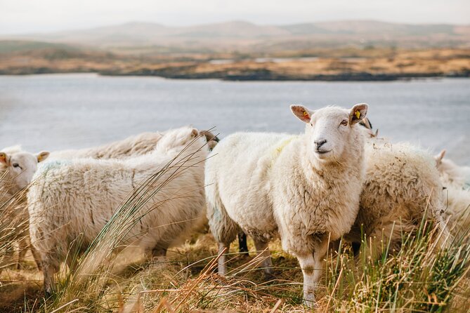 Private Connemara Day Tour - Tour Highlights