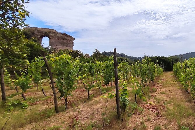 Private Conventional and Natural Winery Tasting Tour With Sommelier and Transfer - Tour Highlights