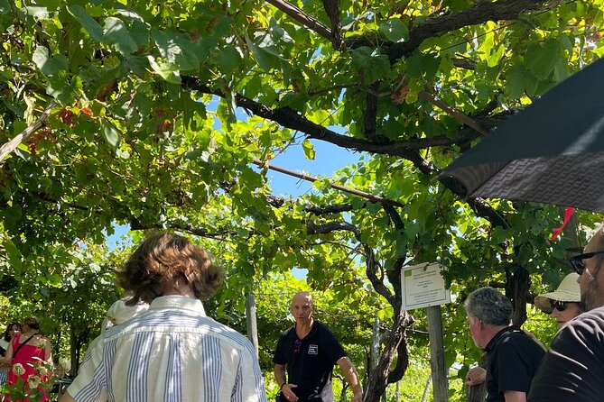 Private Conventional and Natural Winery Tasting Tour With Sommelier and Transfer - Expert Sommelier Guide