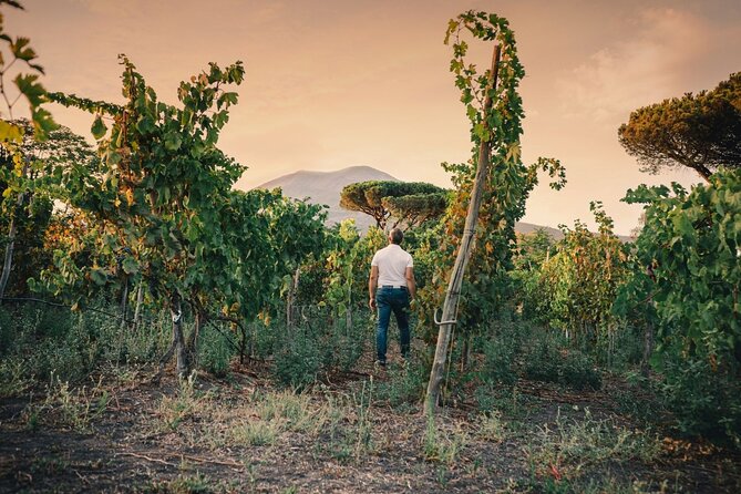 Private Conventional and Natural Winery Tasting Tour With Sommelier and Transfer - Itinerary and Schedule