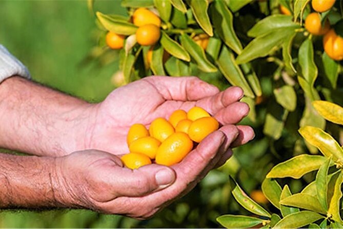 Private Corfu Food Tour Taste Corfu Culinary Treasures With Guide - Meeting and Pickup Details