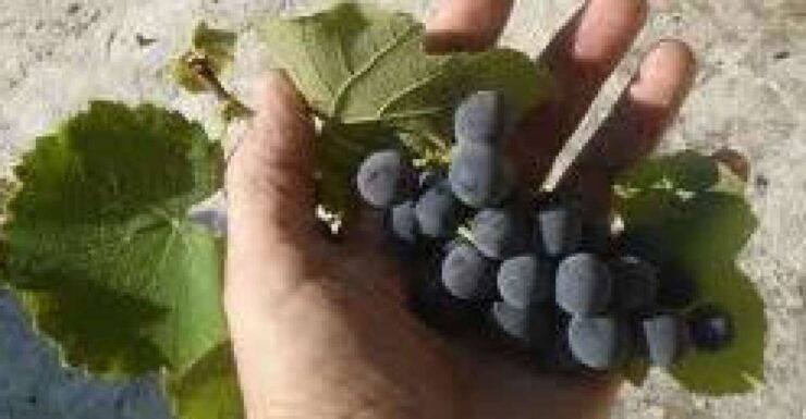 Private Corfu Wine Tasting Shore Excursion - Ticket Information