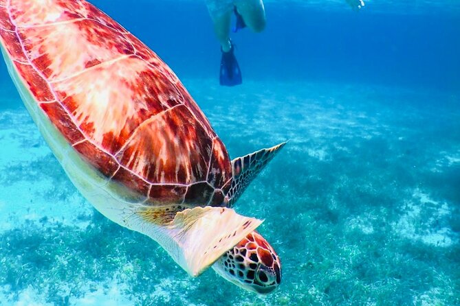 Private Cozumel Jeep Tour & Jade Caverns Cenote: All-Inclusive - Terms and Conditions