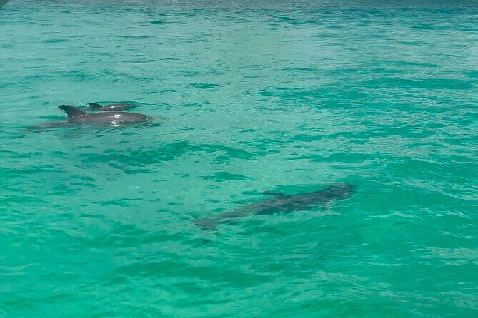 Private Crab Island Charter with Bote Paddleboards - FAQ