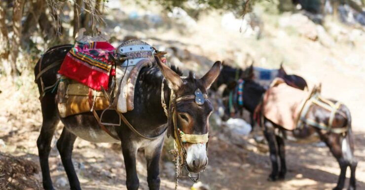 Private Cretan Hills and Villages Tour Inc. Lunch & Wine - Good To Know