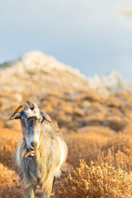 Private Crete Far West Tour With Hiking, History & Beaches - Local Culture and History