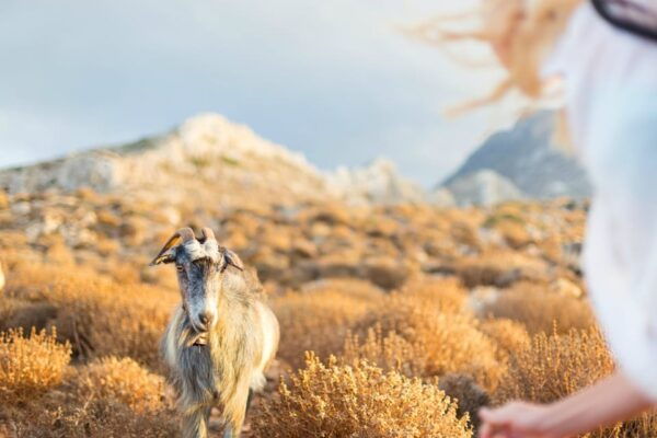 Private Crete Far West Tour With Hiking, History & Beaches - What to Expect