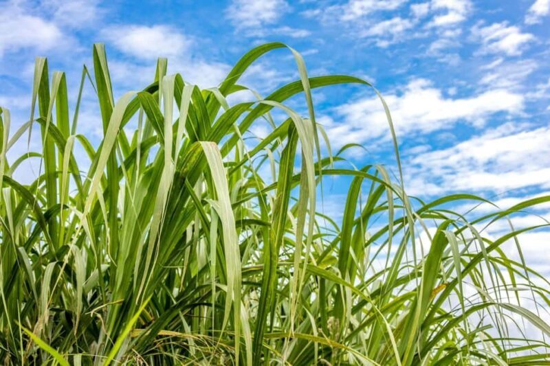 Private: Cultural Higuey & Yuma River Expedition - An In-Depth Look into the Cultural Higuey & Yuma River Expedition