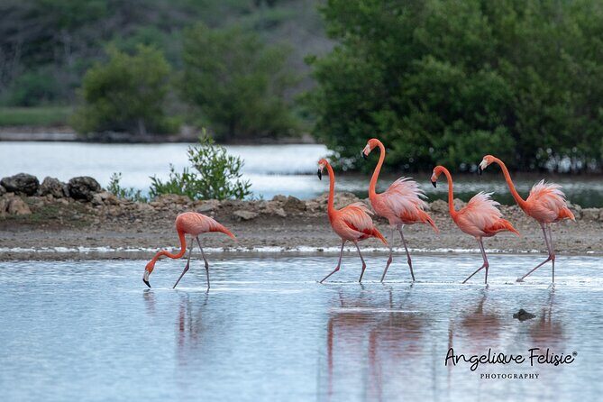 Private Curaçao West Coast: Beach & Nature Photography Tour - Exploring the Private Curaçao West Coast: Beach & Nature Photography Tour