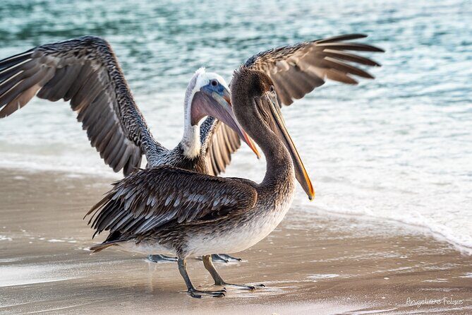 Private Curaçao West Coast: Beach & Nature Photography Tour - Authenticity and Personal Touch