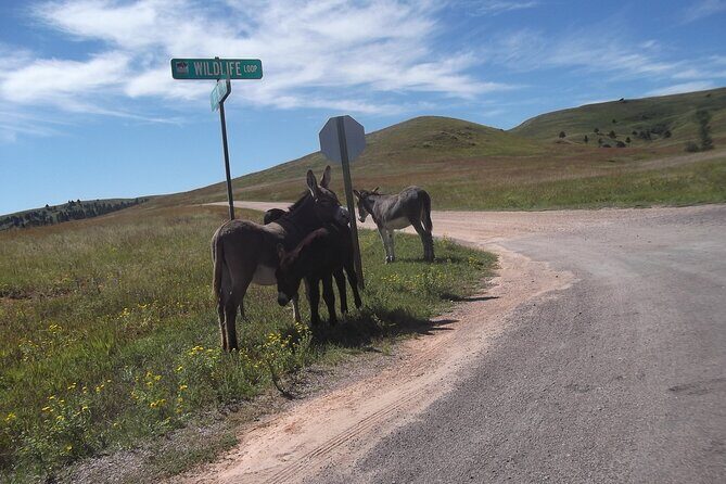 Private Custom Day Tour of the Southern Black Hills - Frequently Asked Questions