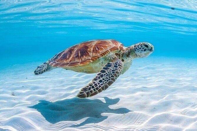 Private Custom Snorkeling and Cruising Experience in Aruba - Detailed Itinerary & What to Expect