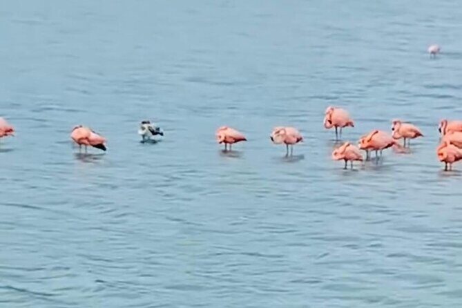 Private Customizable Curacao Beaches, Nature & Countryside Tour - In The Sum Up