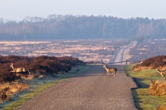 Private Customizable Day Tour (/-8 Hrs) From Amsterdam - Locations Covered in the Tour