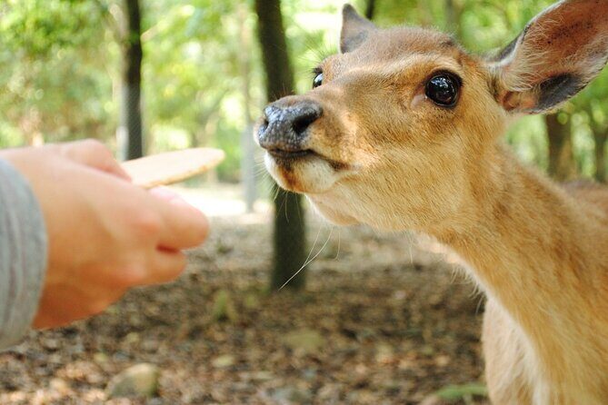 Private Customizable Nara Day Tour by Car from Osaka - A Closer Look at the Experience