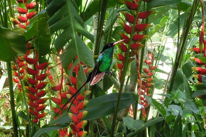 Private Customizable Negril Nature Tour [Transportation]Hotel Pick-Up - Inclusions, Requirements, and Policies