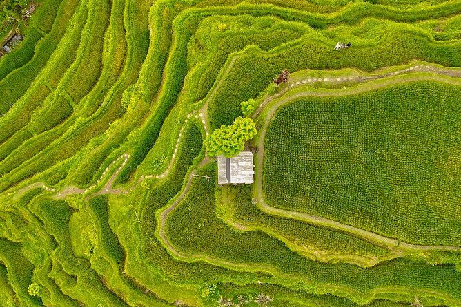 Private Customize Ubud Day Tour With Experienced Driver - A Deep Dive into the Itinerary