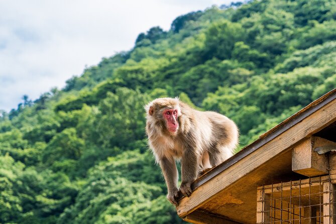 Private Customized 2 Full Days Tour in Kyoto for First Timers - The Sum Up