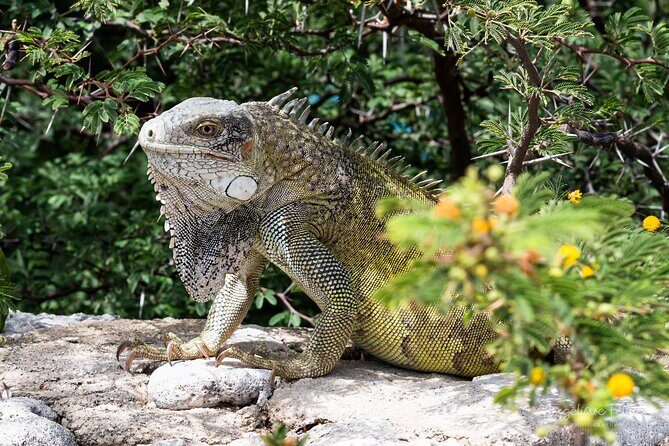 Private Customized Day Tour in Curaçao - Authentic Insights from Previous Guests