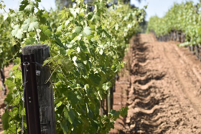 Private, Customized Napa Valley Wine Tasting Tour 10 Passenger - Duration and Private Driving Service