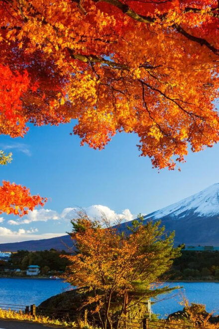 Private Customized Tour in Mount Fuji - Driver Qualifications