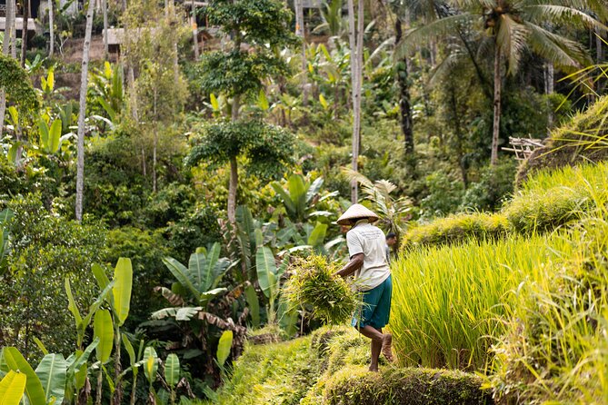 Private Customized Trip to Ubud - Highlights of Ubud