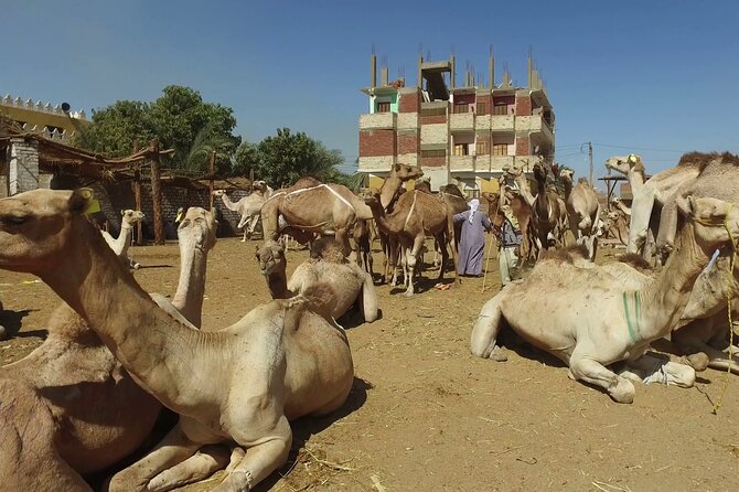 Private Daraw Camel Market Half-Day Tour From Aswan - Price Information