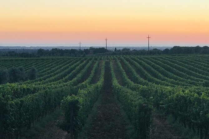 Private Day Between Vineyards and Wine Cellars in Chianti - Tour Overview