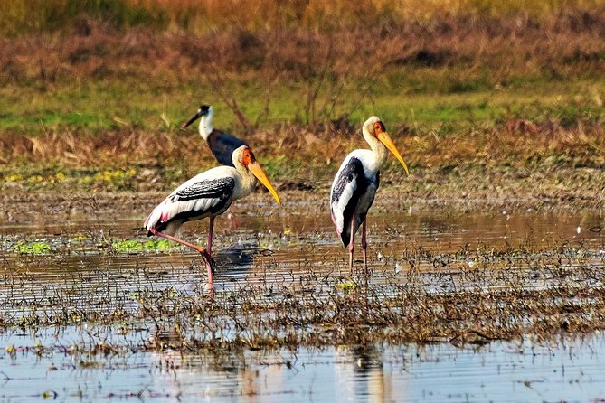 Private Day Hike and Birding Tour, Shivapuri National Park  - Kathmandu - Traveler Reviews and Ratings