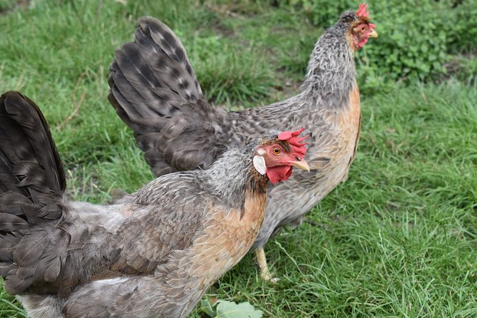 Private Day in the Cotswolds Tour - Inclusions