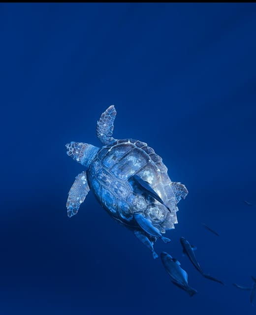 Private Day Seafari in the Azores Follow Marine Biologist - Good To Know