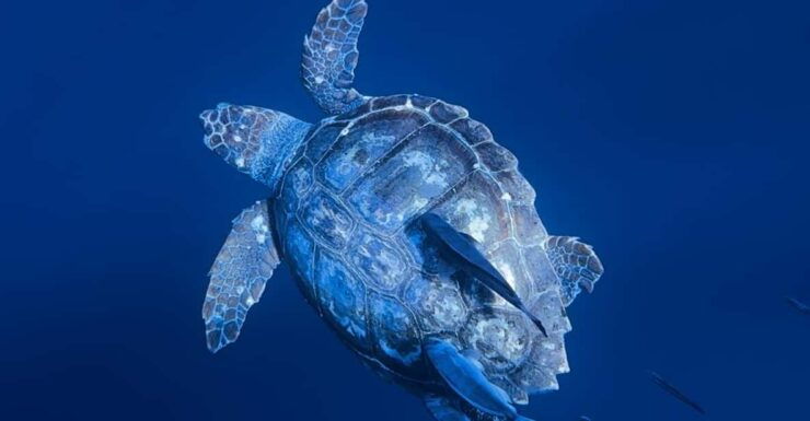 Private Day Seafari in the Azores Follow Marine Biologist - Itinerary and Flexibility