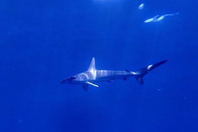 Private Day Seafari in the Azores Follow Marine Biologist - Wildlife Encounter