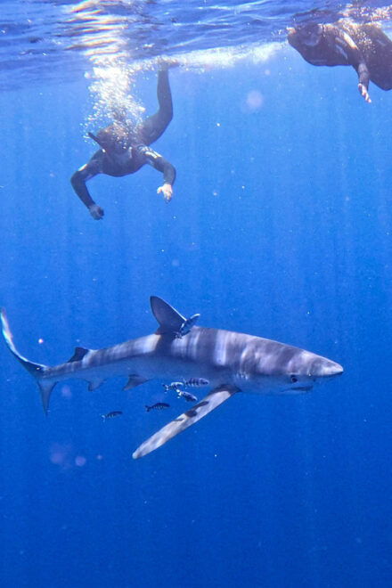 Private Day Seafari in the Azores Follow Marine Biologist - Inclusions
