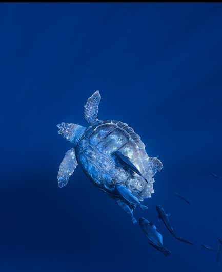 Private Day Seafari in the Azores Follow Marine Biologist - Participant Restrictions