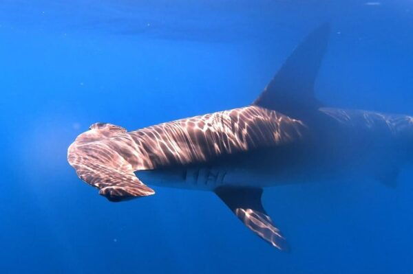 Private Day Seafari in the Azores Follow Marine Biologist - About the Marine Biologist