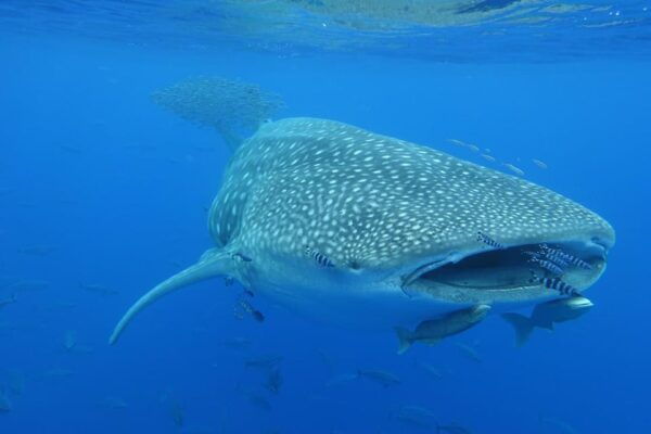 Private Day Seafari in the Azores Follow Marine Biologist - Frequently Asked Questions