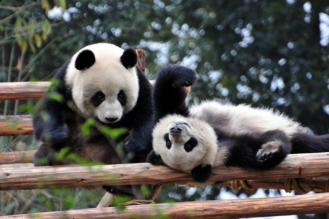 Private Day Tour: Chengdu Panda and Leshan Buddha - Booking Process Information