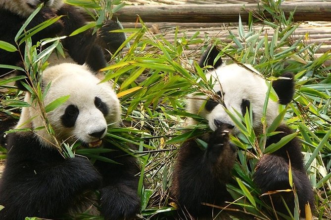 Private Day Tour: Chengdu Panda Base and Leshan Grand Buddha - Conservation Education