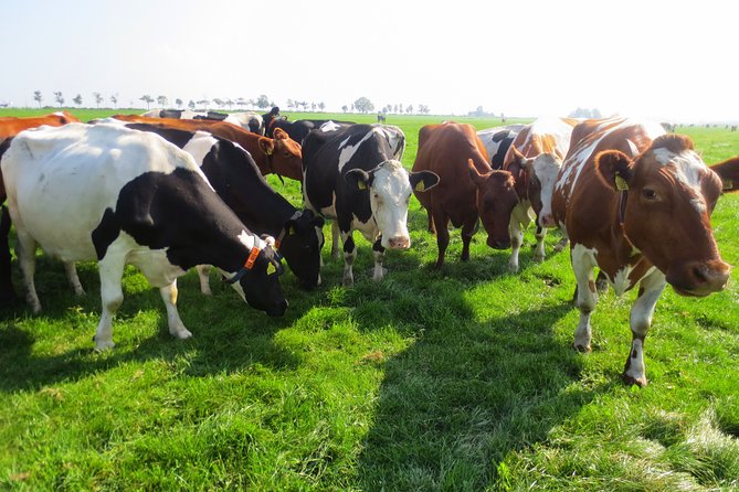 Private Day Tour Countryside of Amsterdam - Meeting and Pickup Details