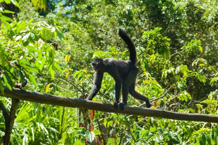 Private Day Tour: Cuc Phuong National Park From Hanoi - Tour Details