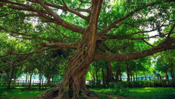 Private Day Tour: Cuc Phuong National Park From Hanoi - Directions