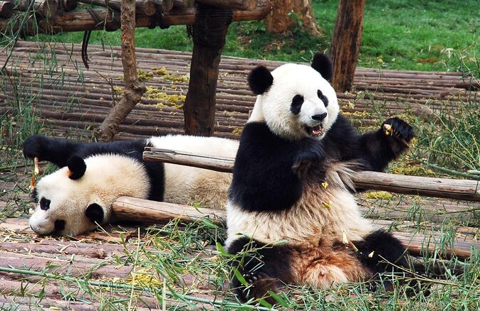 Private Day Tour: Dujiangyan Panda Base and Irrigation Project - Inclusions