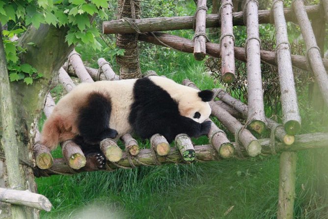 Private Day Tour: Dujiangyan Panda Base Volunteering From Chengdu - Tour Details