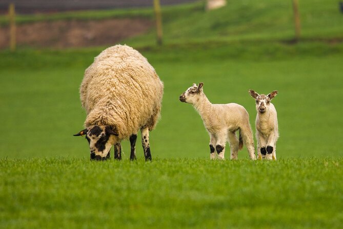 Private Day Tour From Bath to Wonderful Wales With Pickup - Tour Overview